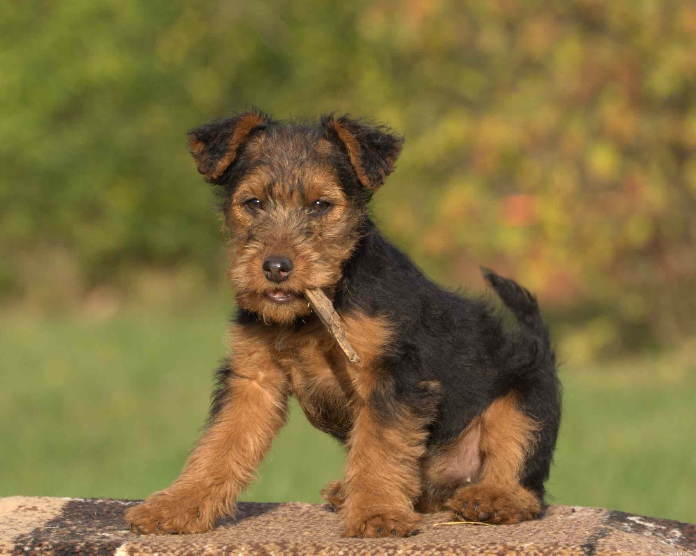 Welsh Terrier: Complete Guide to Breed Traits, Training, and Care