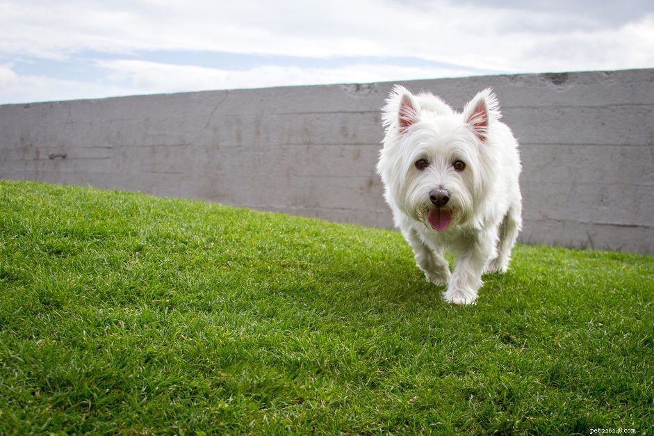 West Highland White Terrier (Westie): In-Depth Guide to Traits, Training & Care