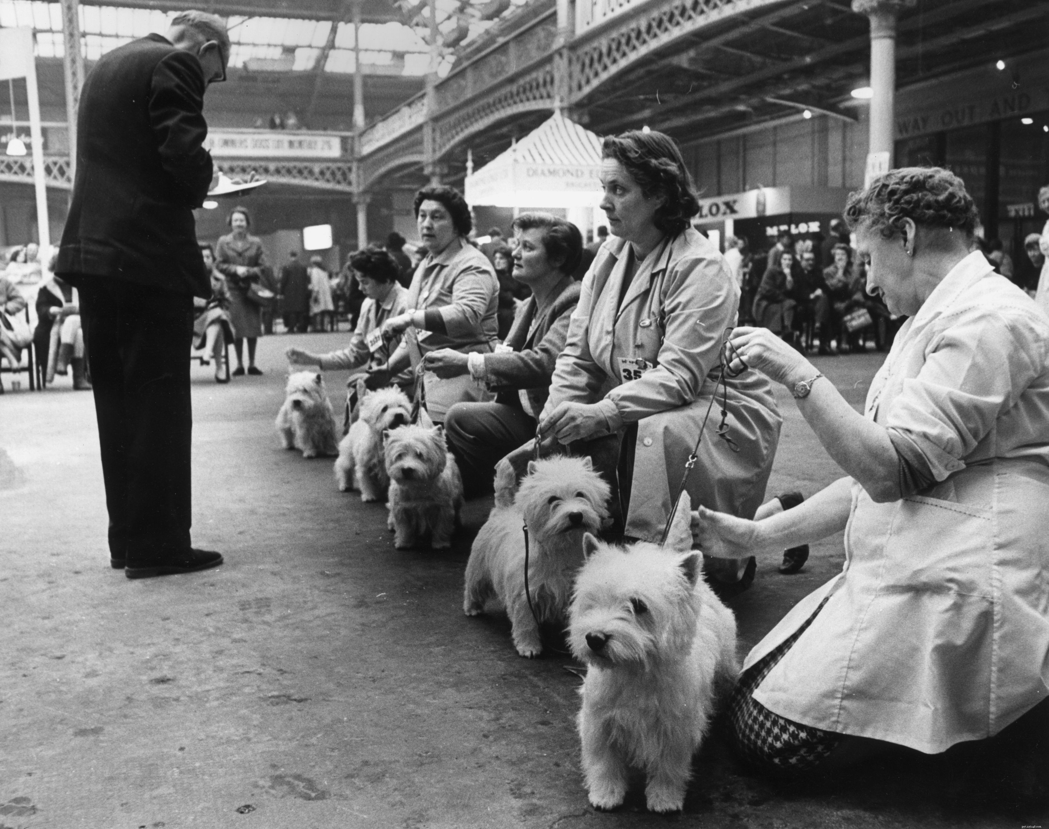 West Highland White Terrier (Westie): In-Depth Guide to Traits, Training & Care