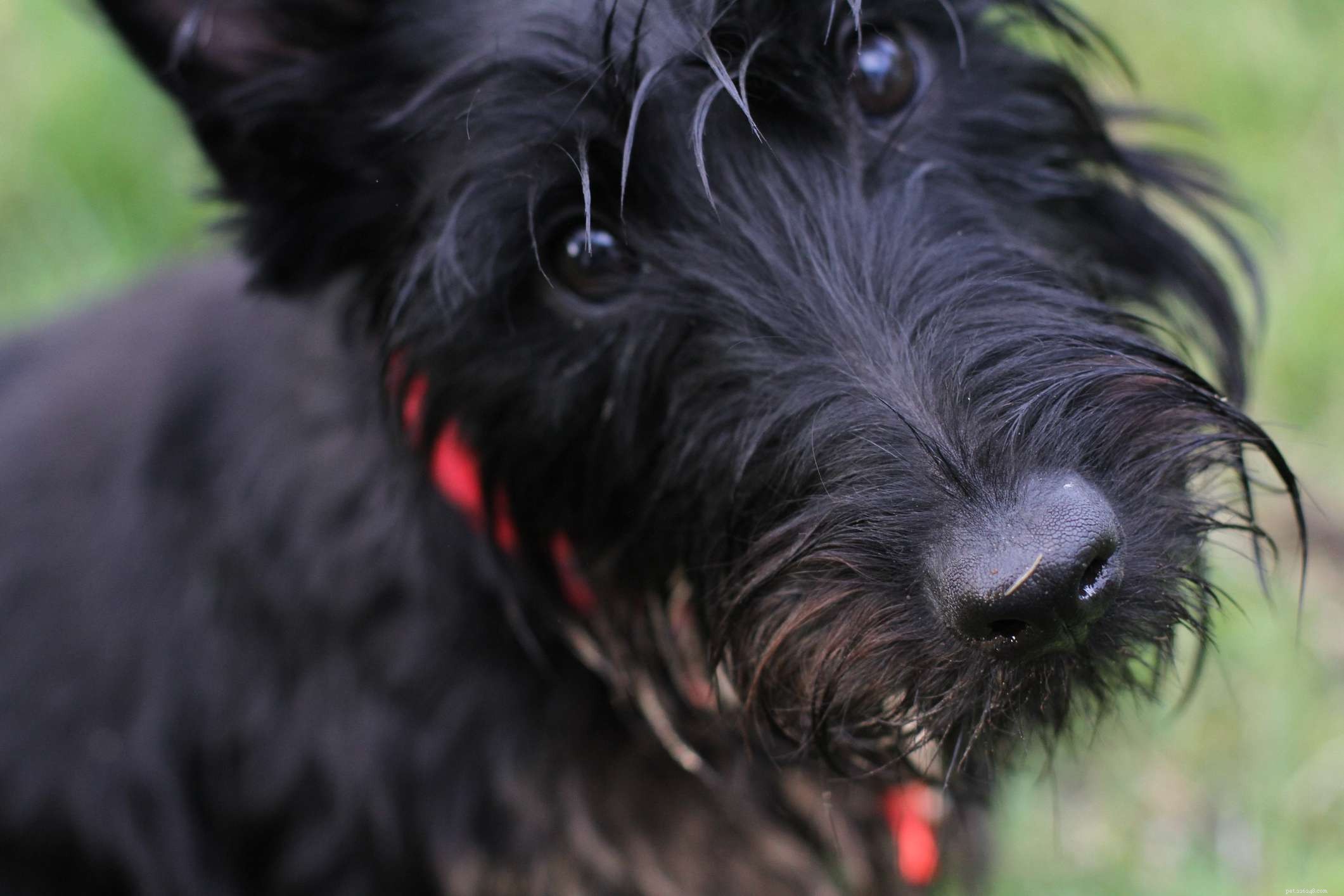 Scottish Terrier (Scottie): Comprehensive Guide to Characteristics, Care, and Health
