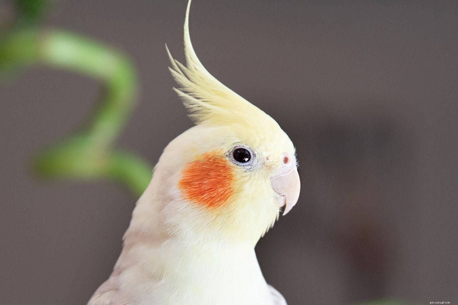 Cockatiel Species Profile: Care, Personality, and Health Guide