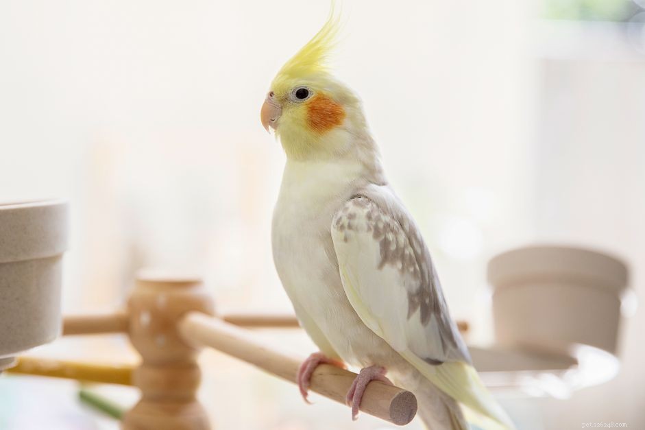 Cockatiel Species Profile: Care, Personality, and Health Guide