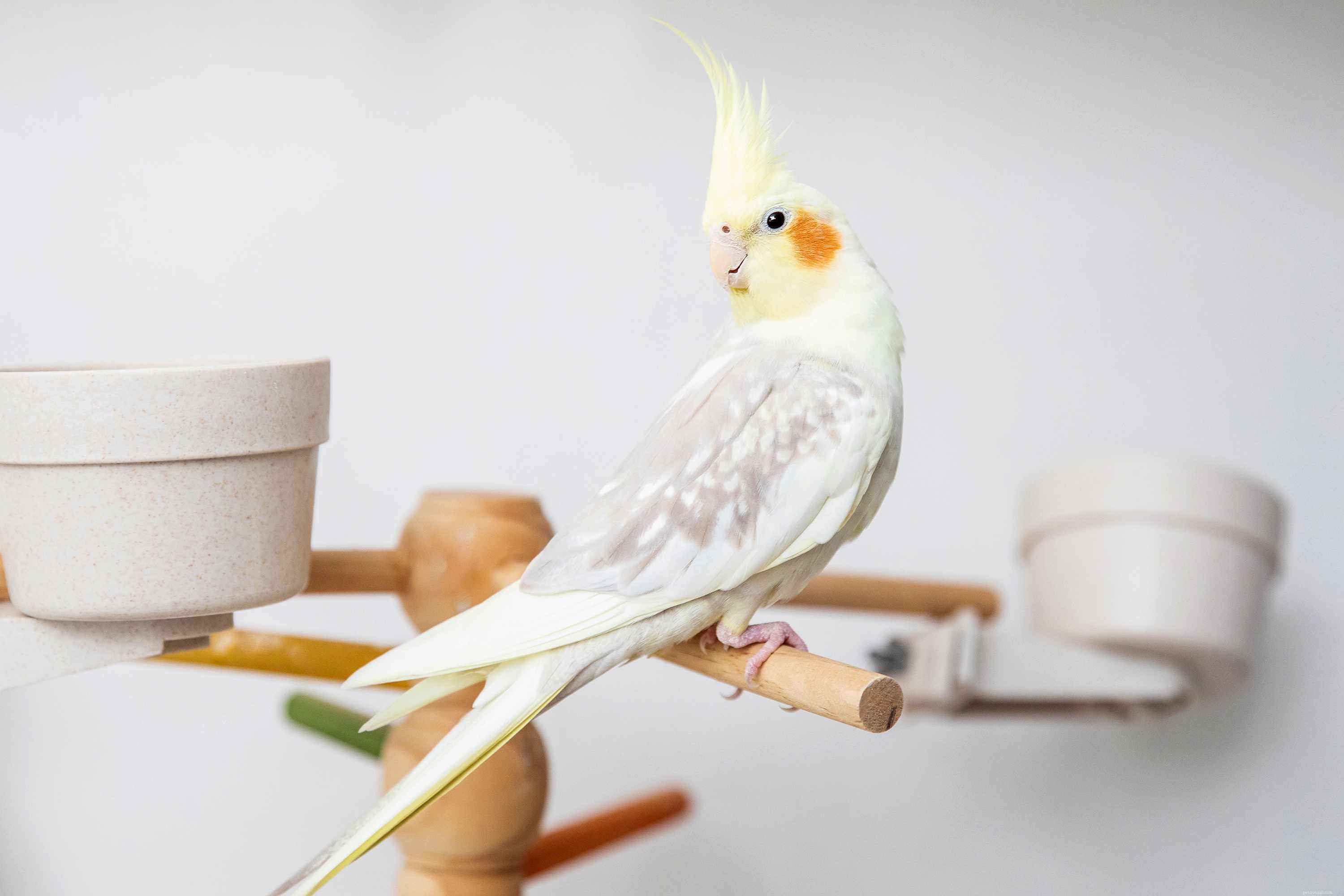 Cockatiel Species Profile: Care, Personality, and Health Guide