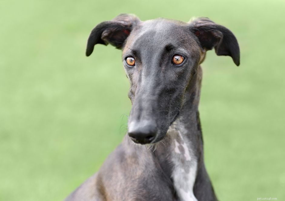 Spanish Galgo: Traits, Care, and Adoption Guide