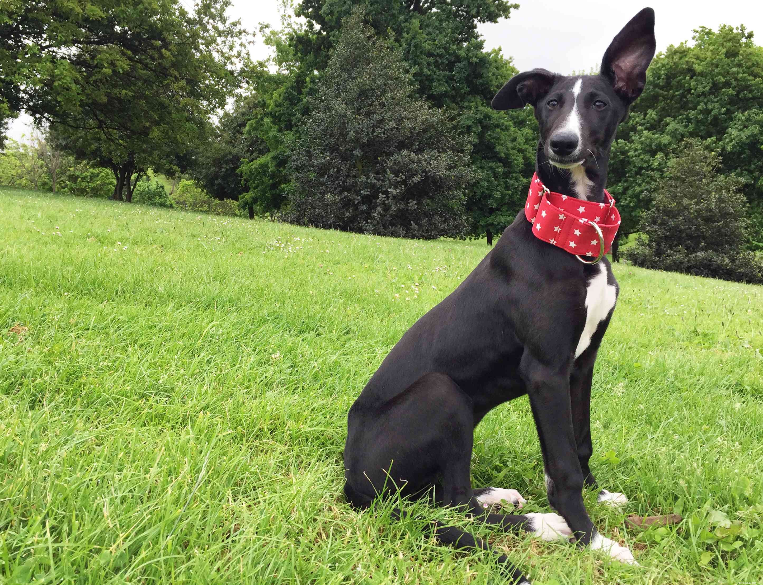 Spanish Galgo: Traits, Care, and Adoption Guide