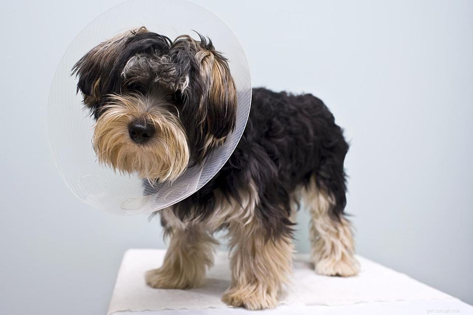 A Trusted Guide to Neutering and Spaying Your Dog
