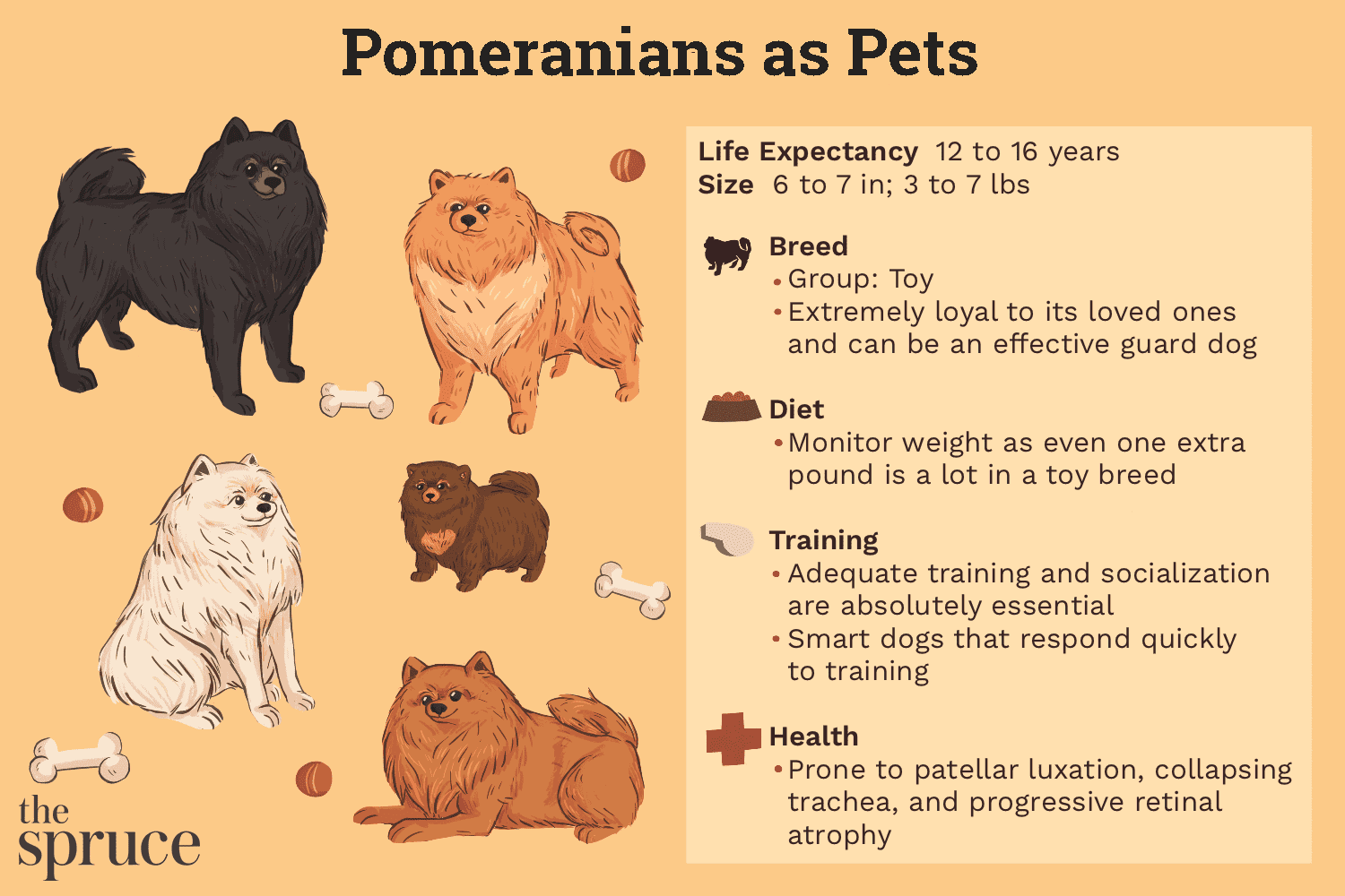 Pomeranian (Pom) Dog: Traits, Care, and Health Guide
