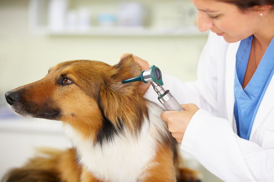 How to Recognize, Treat, and Prevent Ear Infections in Dogs