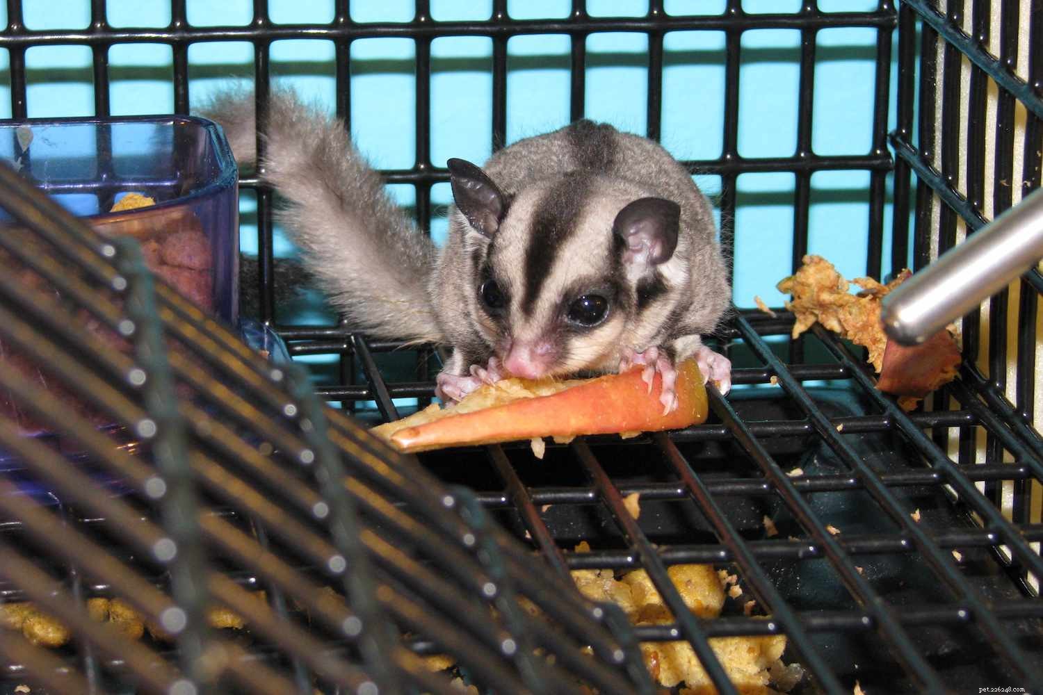 Should You Own a Sugar Glider? Expert Guide to Care and Compatibility