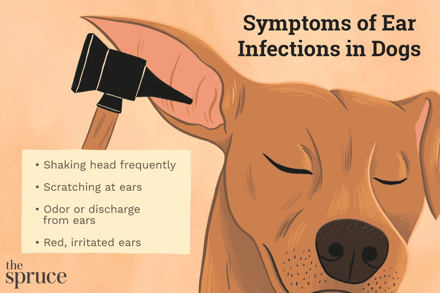 How to Recognize, Treat, and Prevent Ear Infections in Dogs