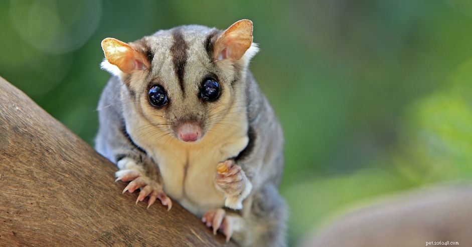 Should You Own a Sugar Glider? Expert Guide to Care and Compatibility