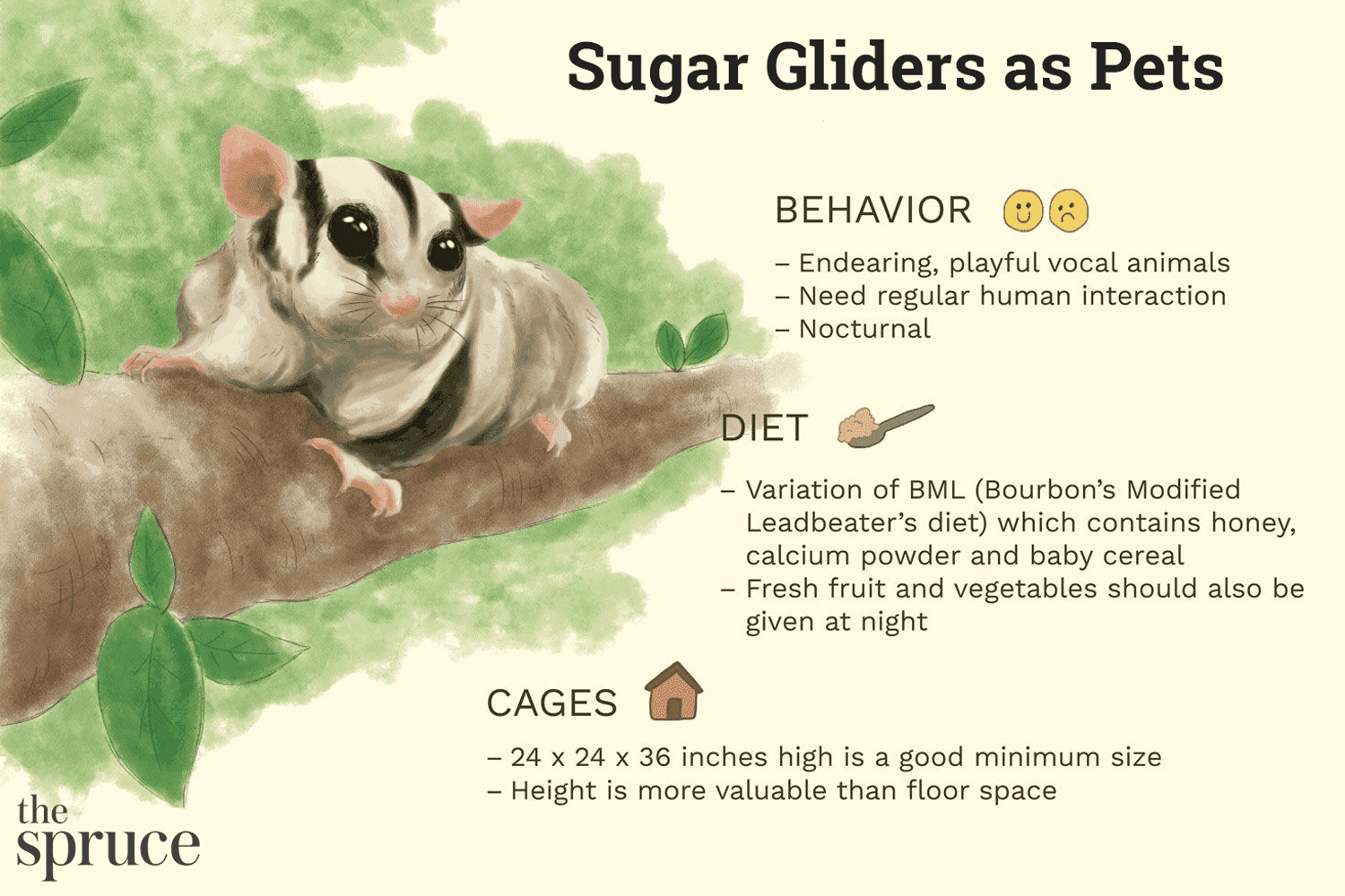 Should You Own a Sugar Glider? Expert Guide to Care and Compatibility