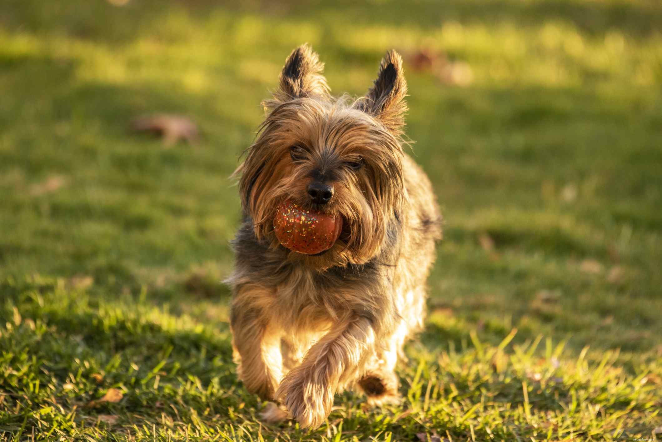 Silky Terrier: Breed Traits, Care, and Training Guide