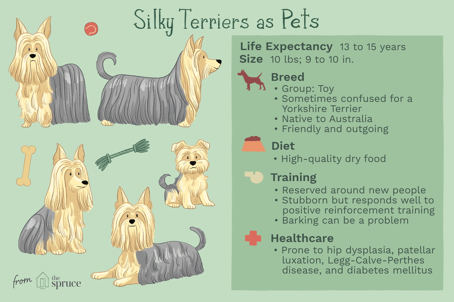 Silky Terrier: Breed Traits, Care, and Training Guide