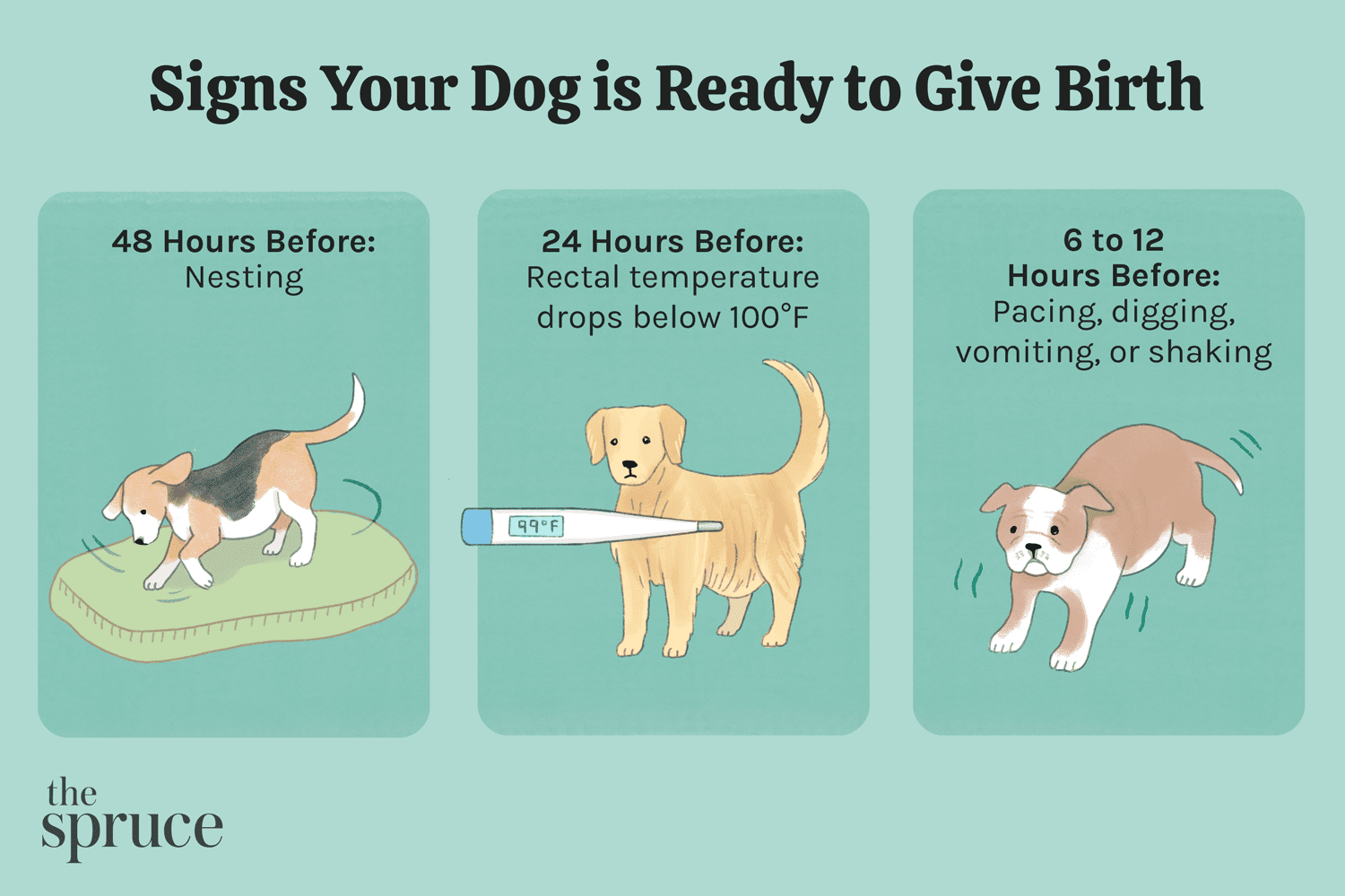 How to Support Your Dog During Labor: Expert Tips & Red Flags