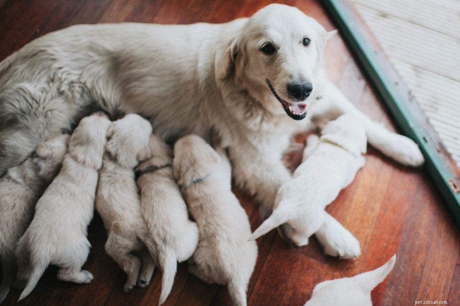 How to Support Your Dog During Labor: Expert Tips & Red Flags
