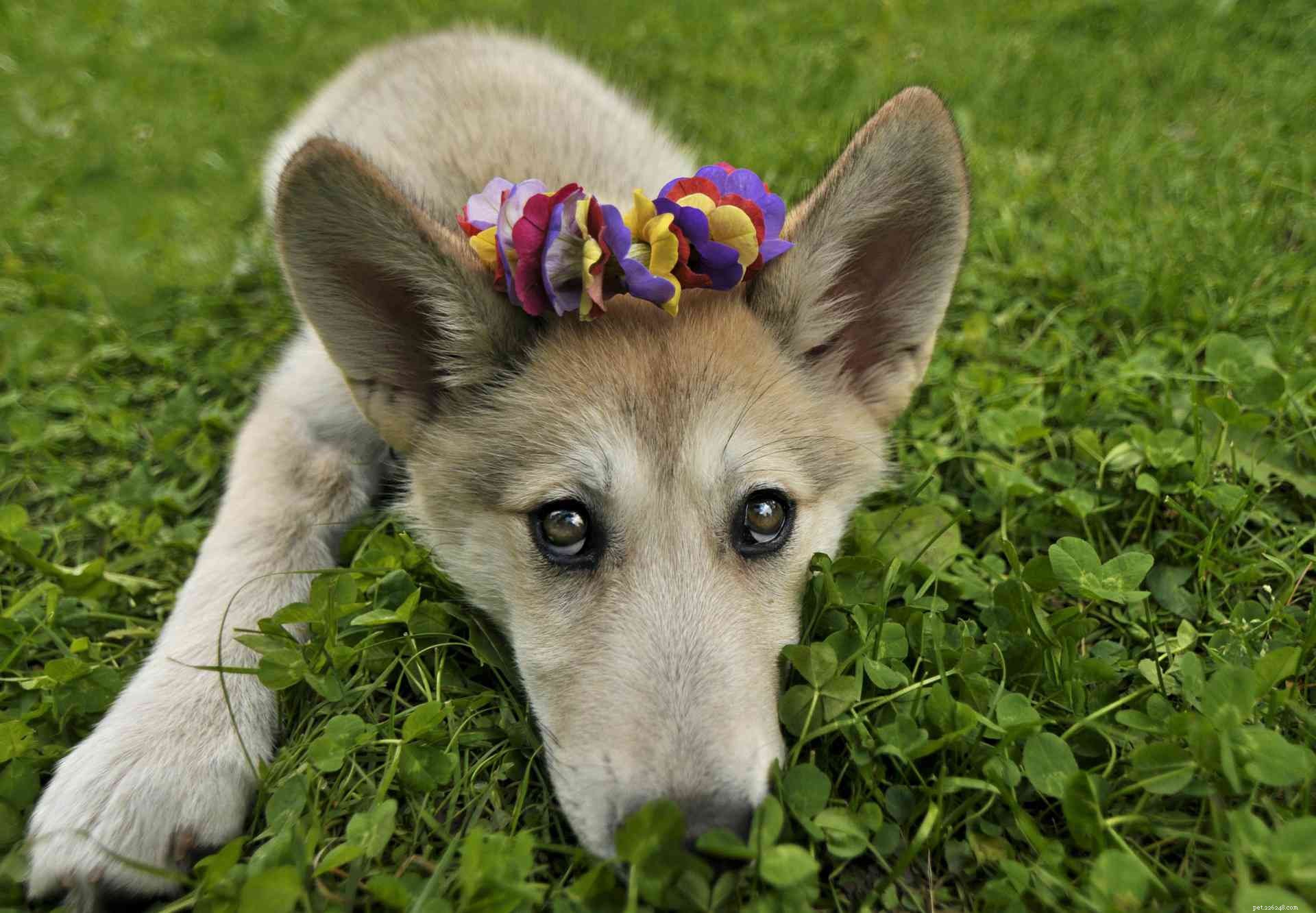 9 Fascinating Insights into Wolf Dogs: Myths, Behaviors, and Ownership