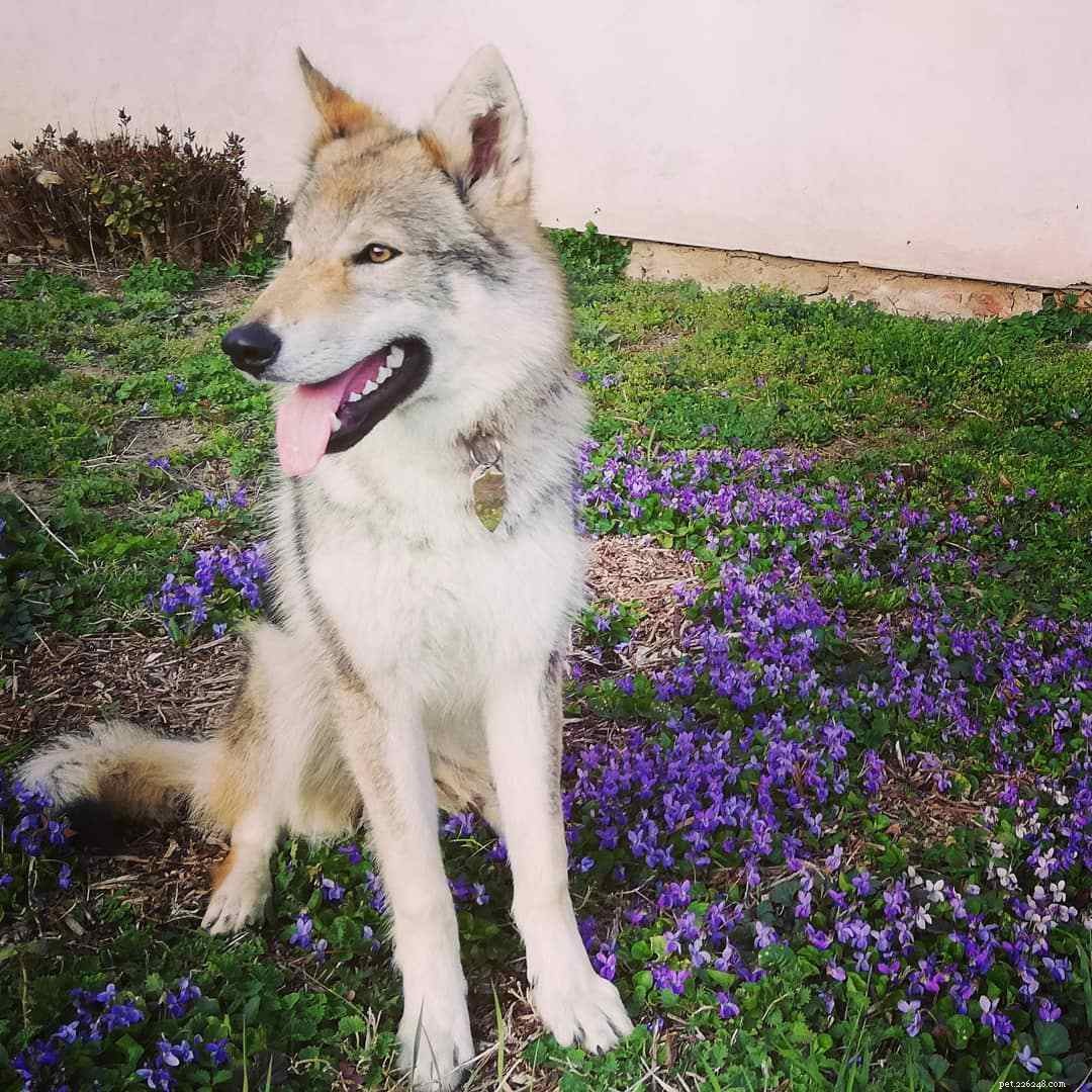 9 Fascinating Insights into Wolf Dogs: Myths, Behaviors, and Ownership