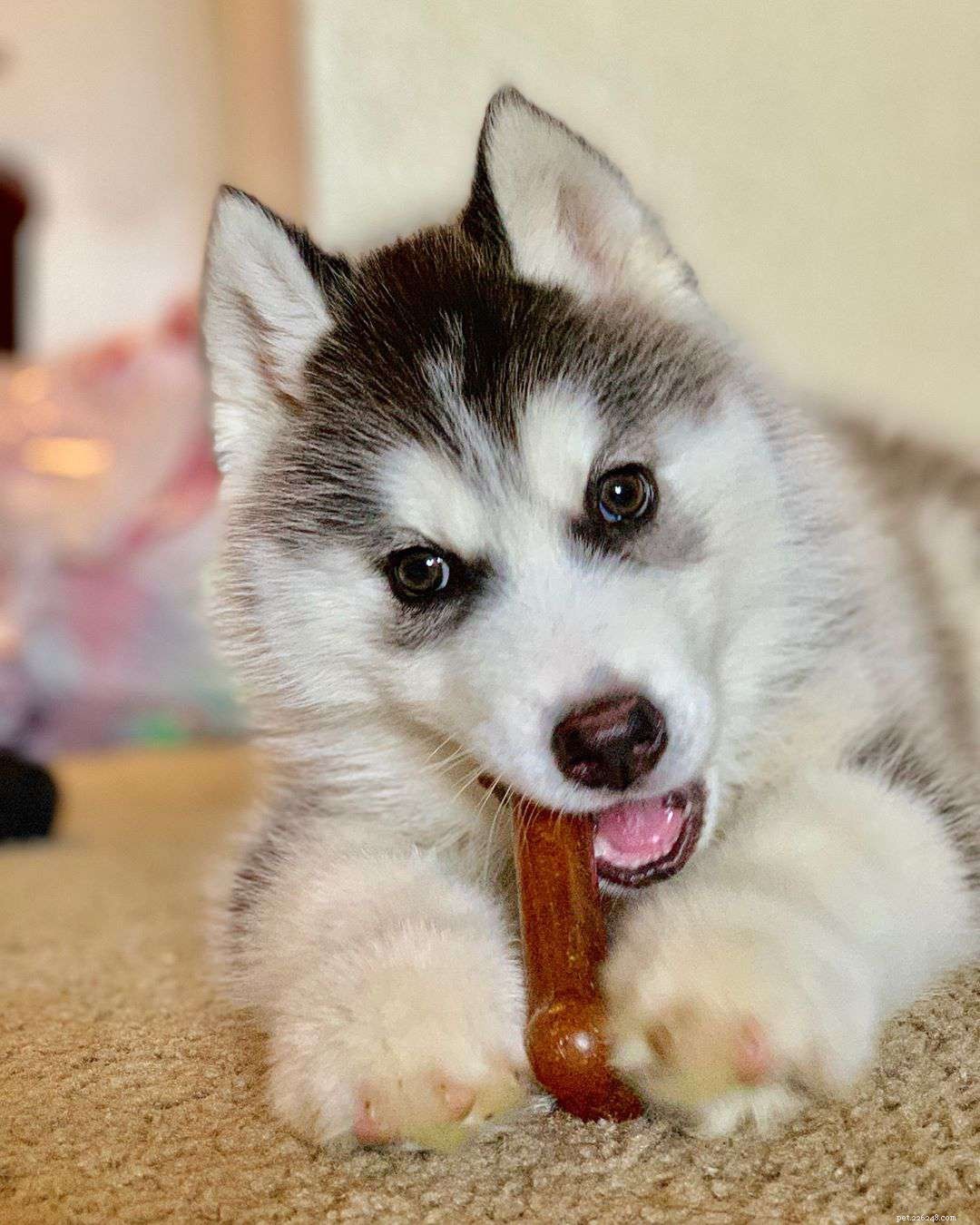 9 Fascinating Insights into Wolf Dogs: Myths, Behaviors, and Ownership