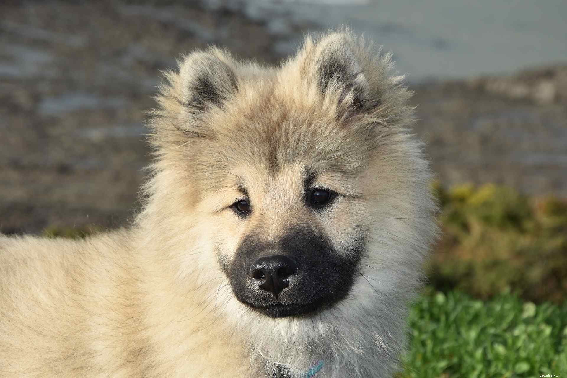 9 Fascinating Insights into Wolf Dogs: Myths, Behaviors, and Ownership