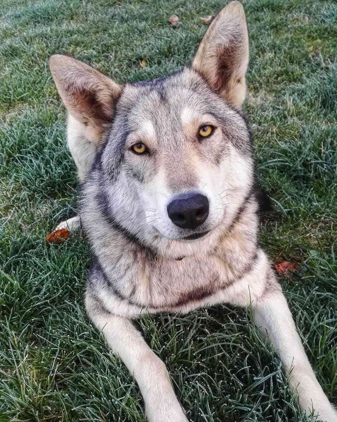 9 Fascinating Insights into Wolf Dogs: Myths, Behaviors, and Ownership