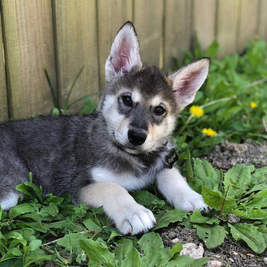 9 Fascinating Insights into Wolf Dogs: Myths, Behaviors, and Ownership