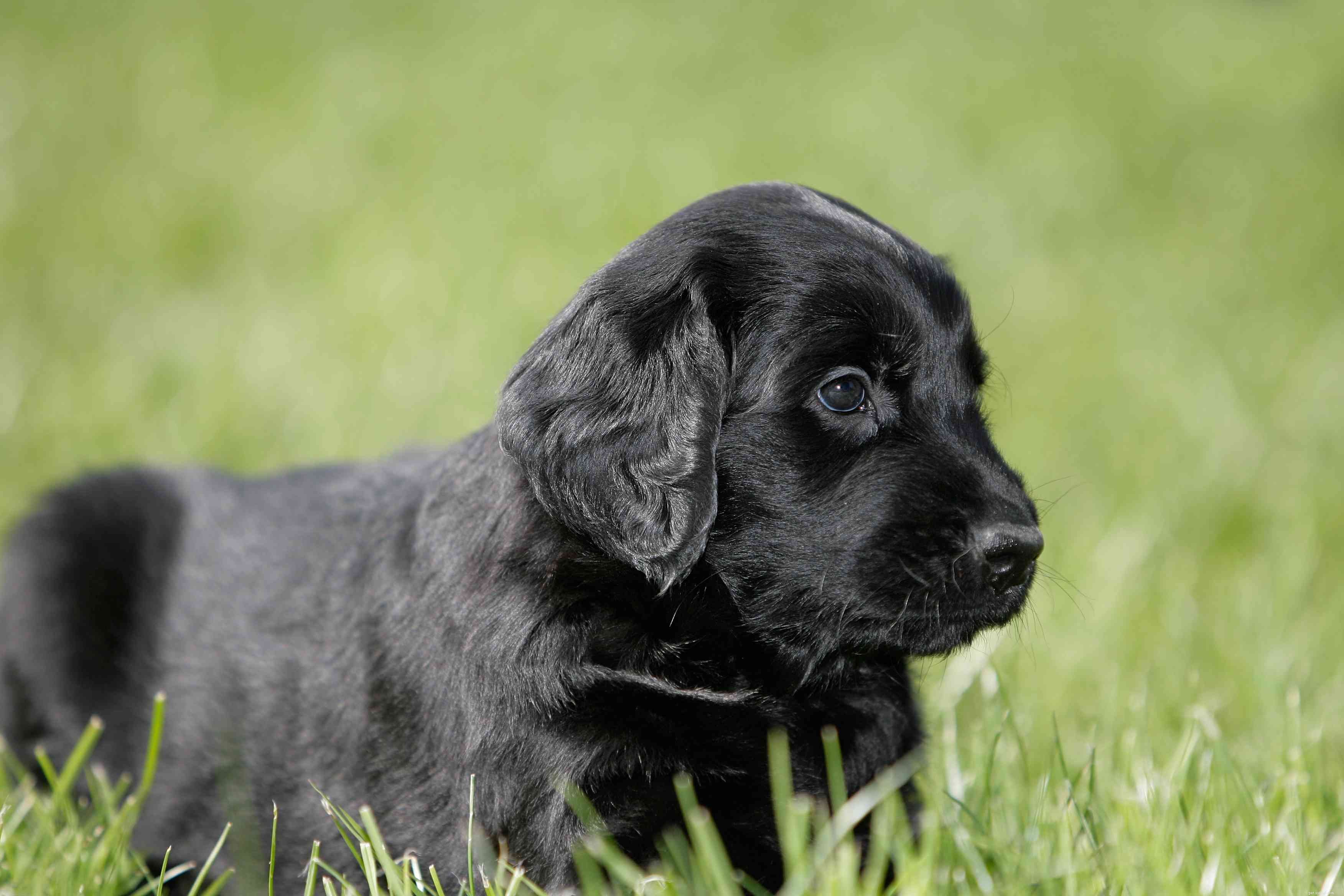 Flat‑Coated Retriever: Breed Traits, Care, and Adoption Guide