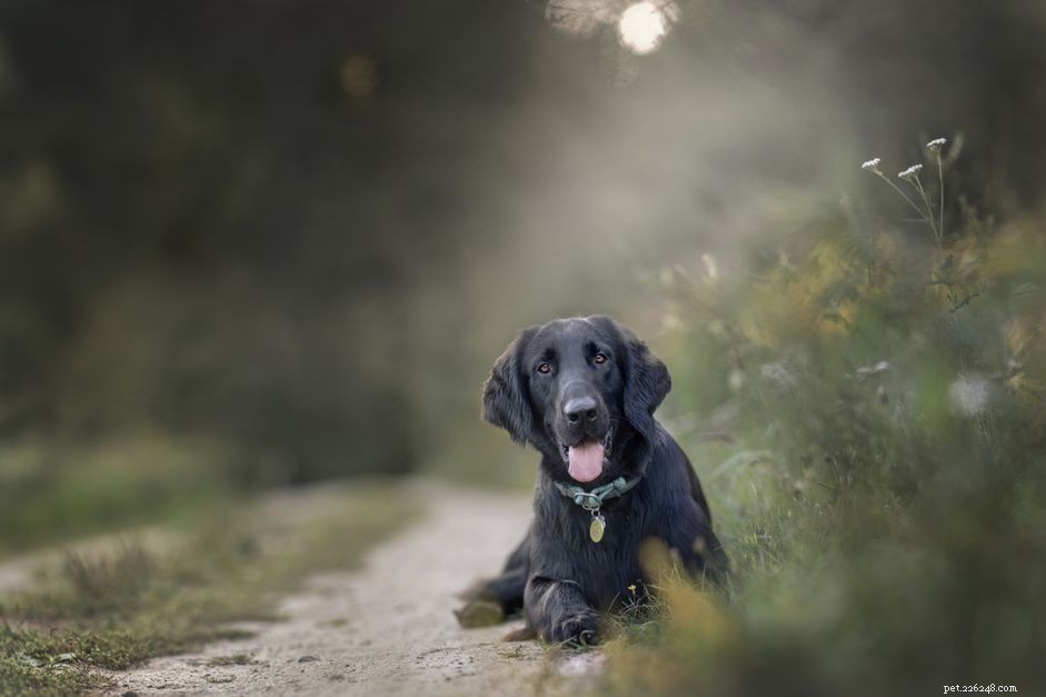 Flat‑Coated Retriever: Breed Traits, Care, and Adoption Guide