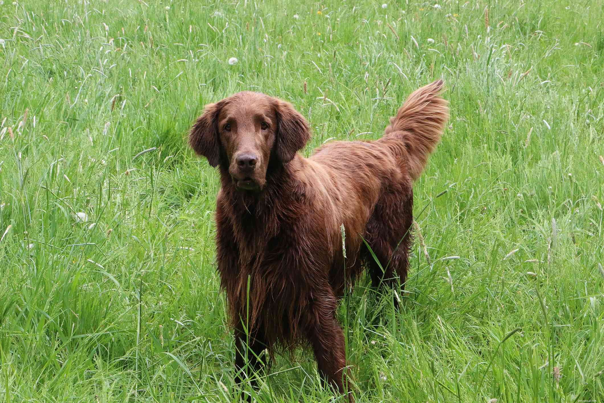 Flat‑Coated Retriever: Breed Traits, Care, and Adoption Guide