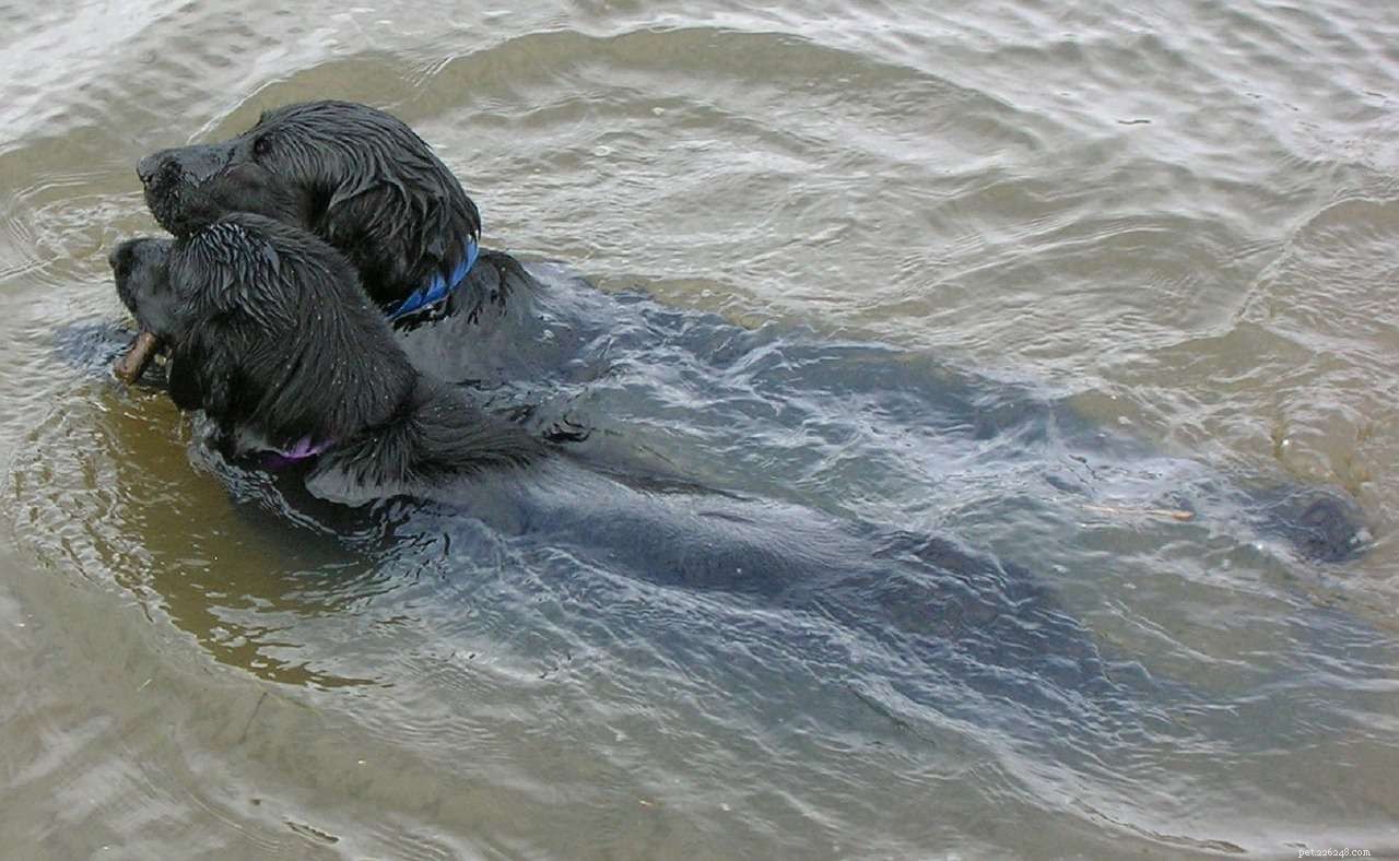 Flat‑Coated Retriever: Breed Traits, Care, and Adoption Guide