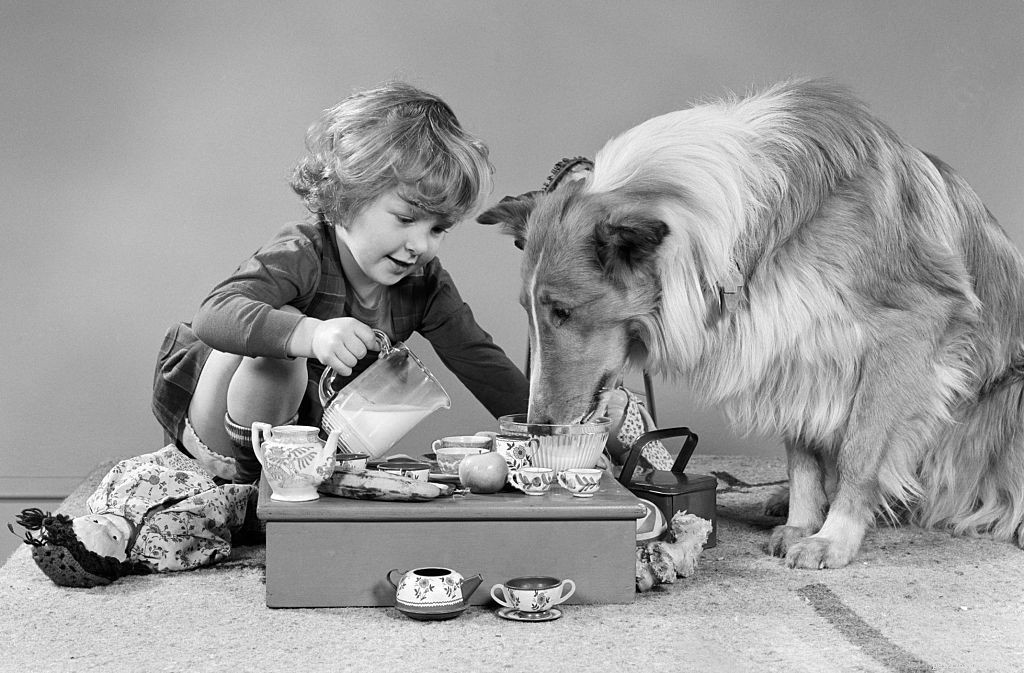 Collie Dog Breed Guide: Traits, Care, and Training Tips
