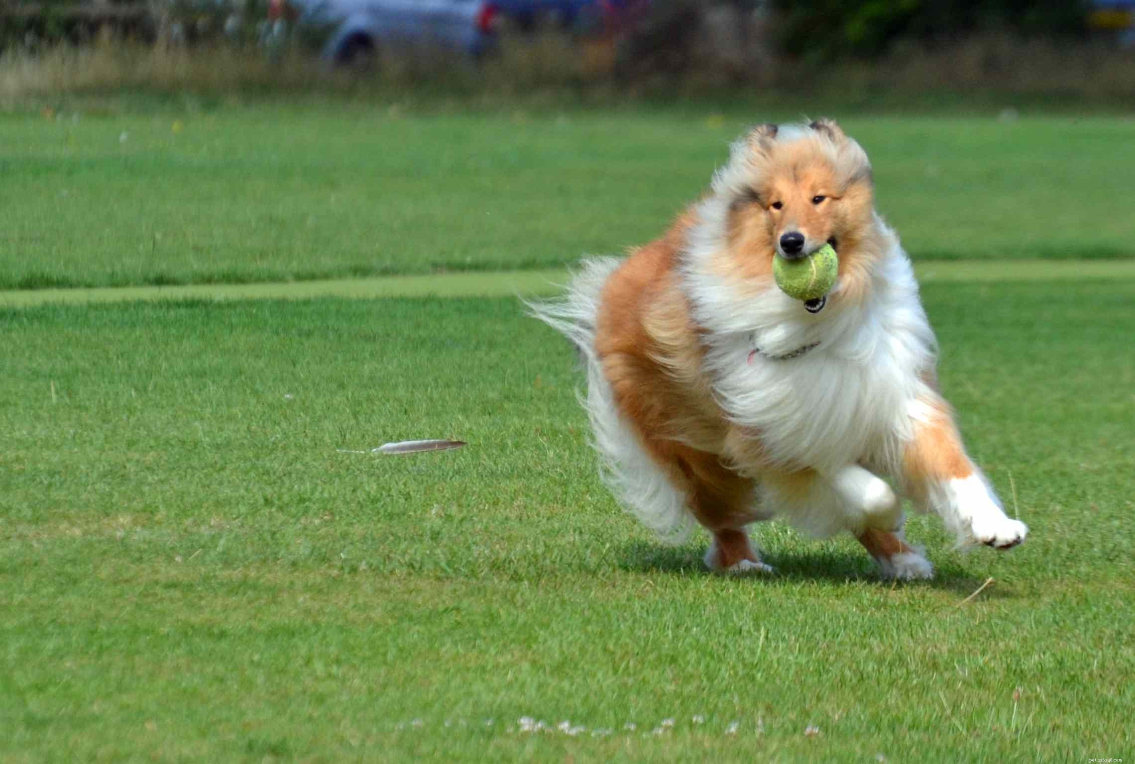 Collie Dog Breed Guide: Traits, Care, and Training Tips