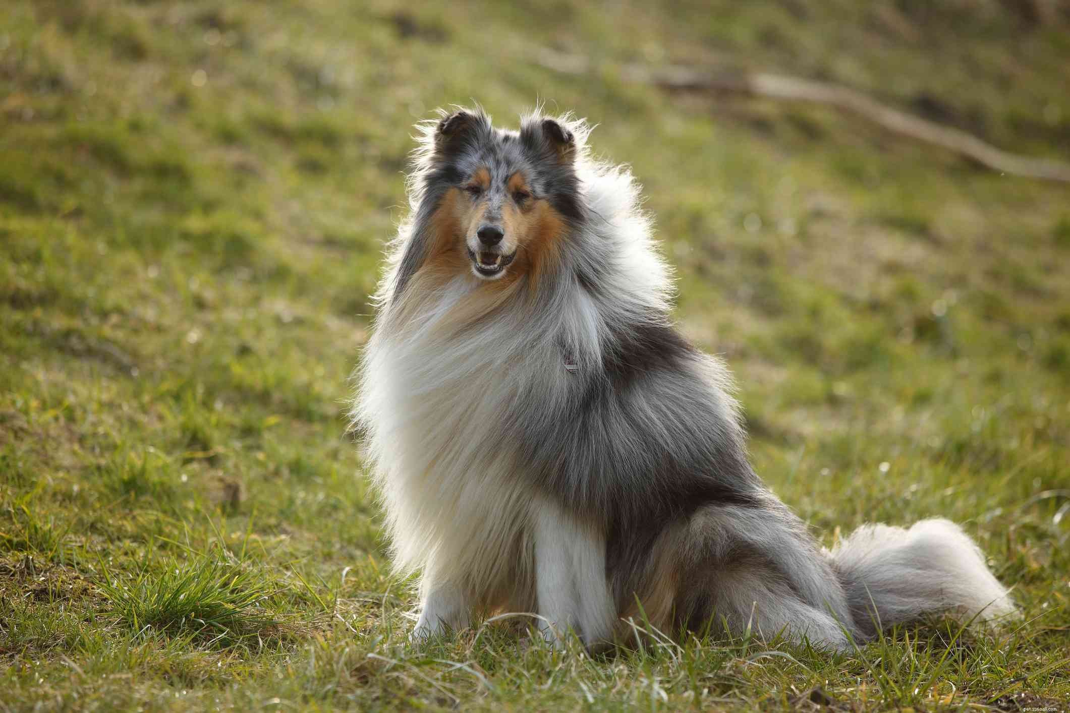Collie Dog Breed Guide: Traits, Care, and Training Tips