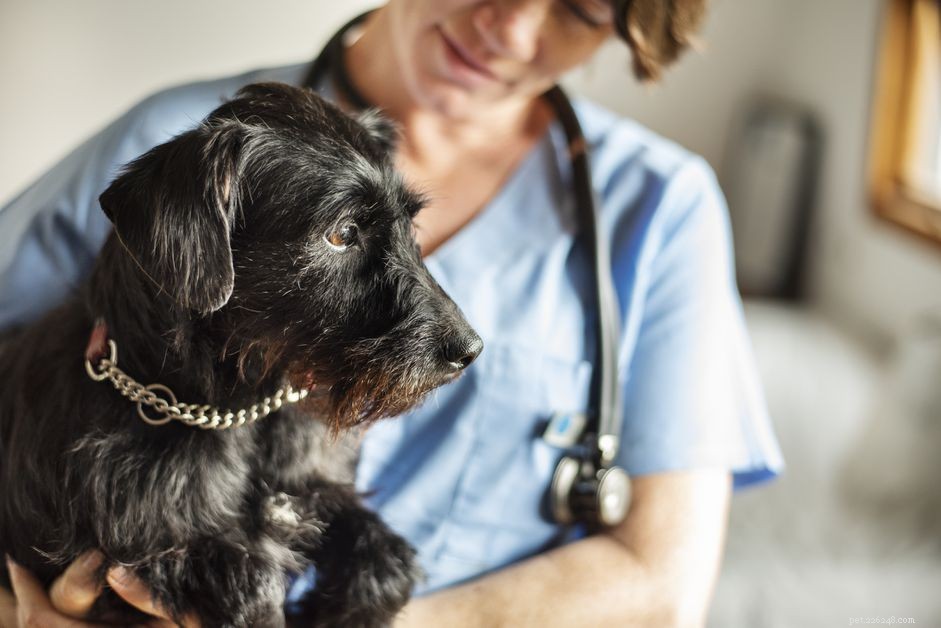Potassium Bromide: Effective Seizure Management for Dogs