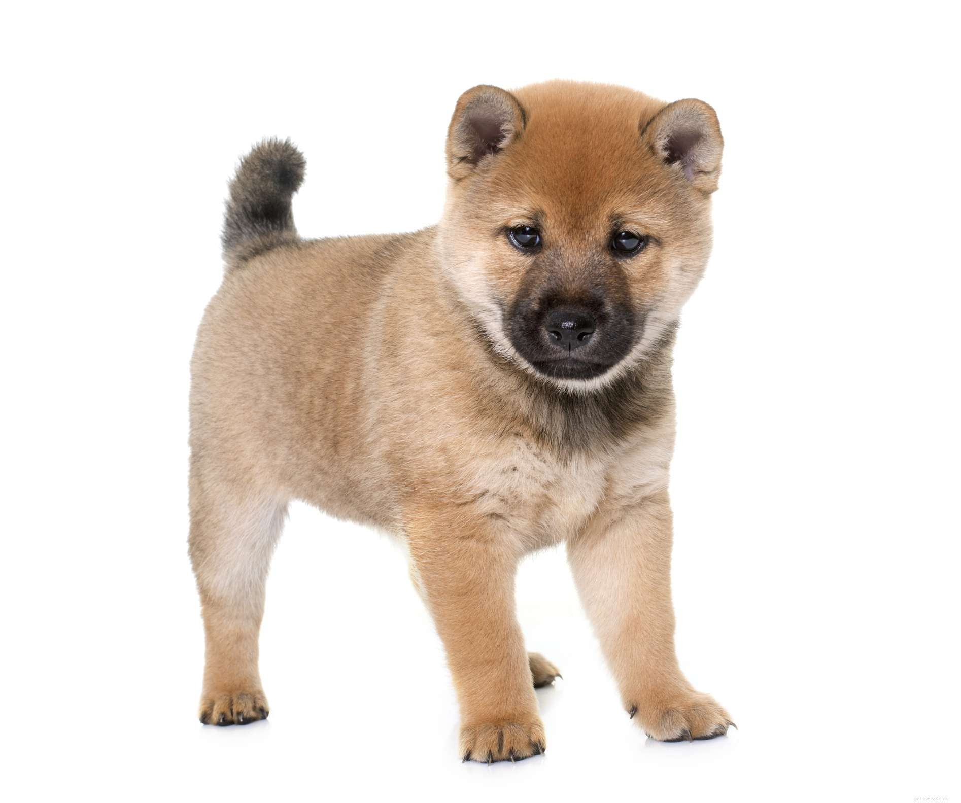 Shiba Inu: Characteristics, Care, and Ownership Guide