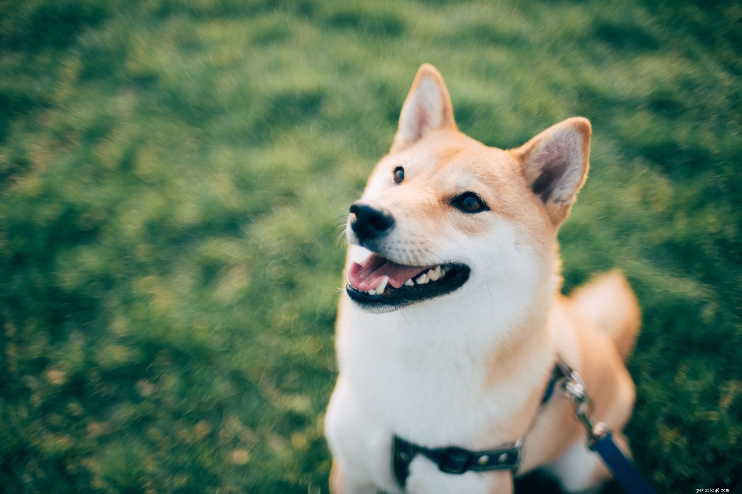 Shiba Inu: Characteristics, Care, and Ownership Guide