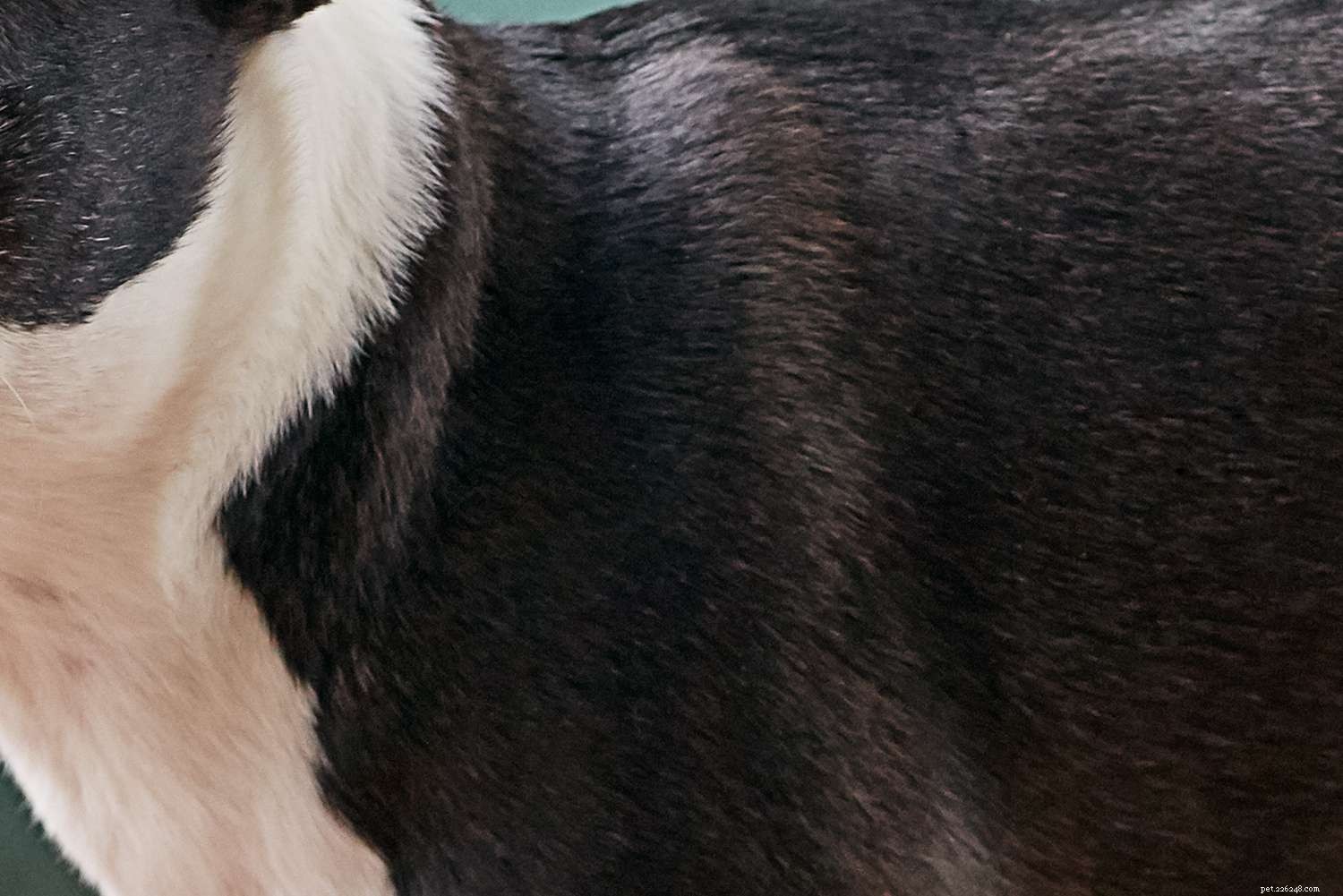 Boston Terrier: Breed Traits, Care, and Training Guide