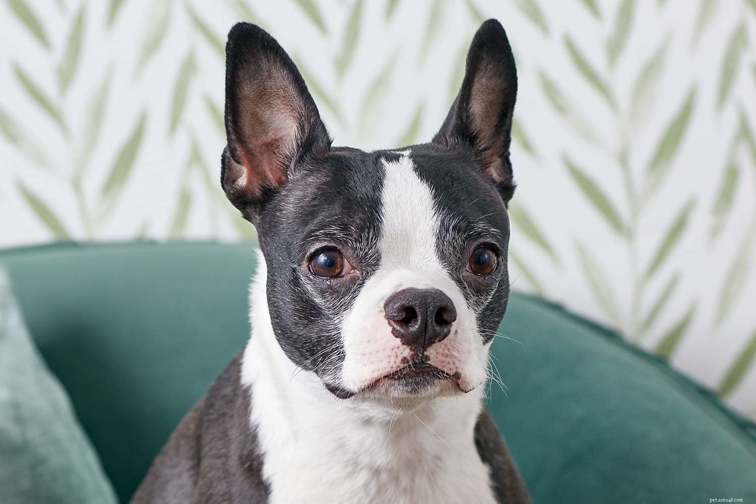 Boston Terrier: Breed Traits, Care, and Training Guide