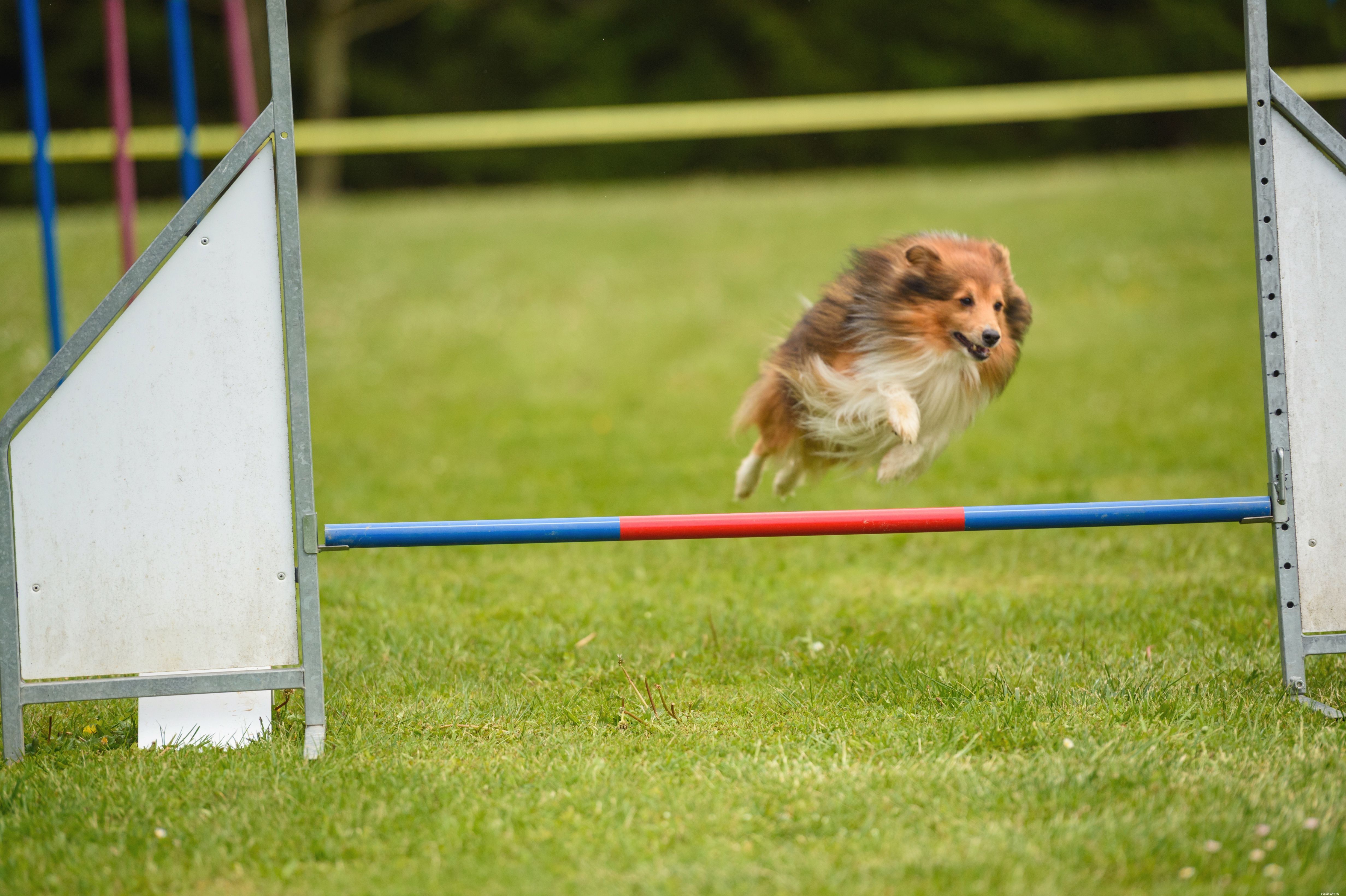 Shetland Sheepdog (Sheltie) – Breed Profile, History, Care & Training