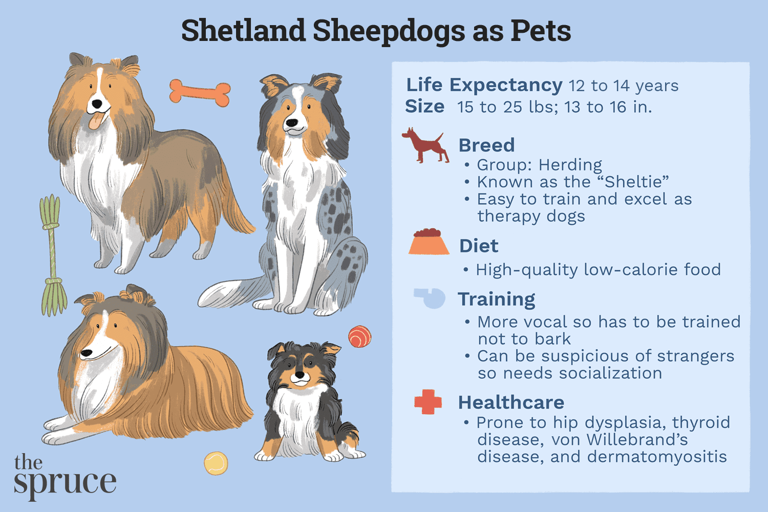 Shetland Sheepdog (Sheltie) – Breed Profile, History, Care & Training