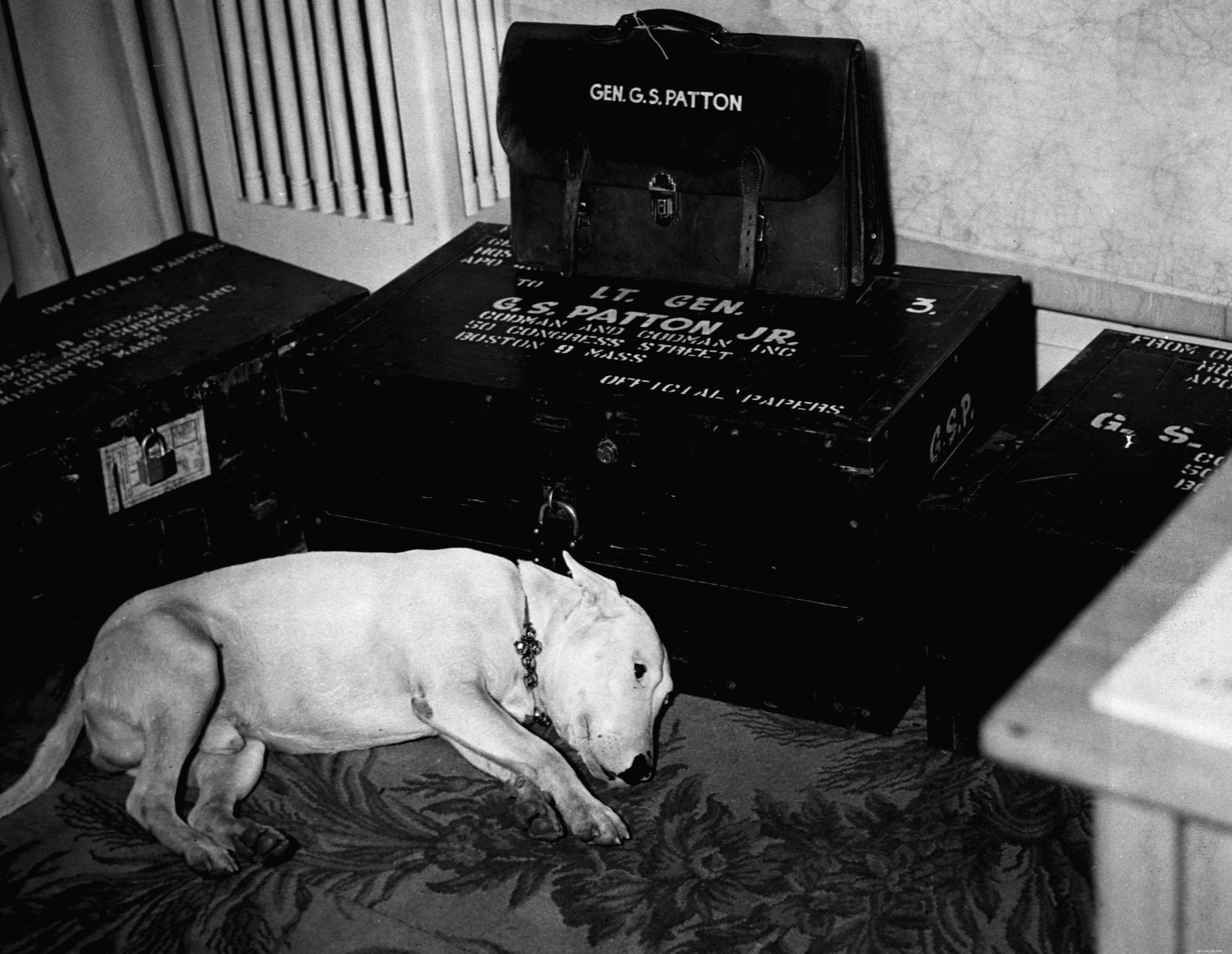 Bull Terrier: Breed Traits, Care, and Training Guide