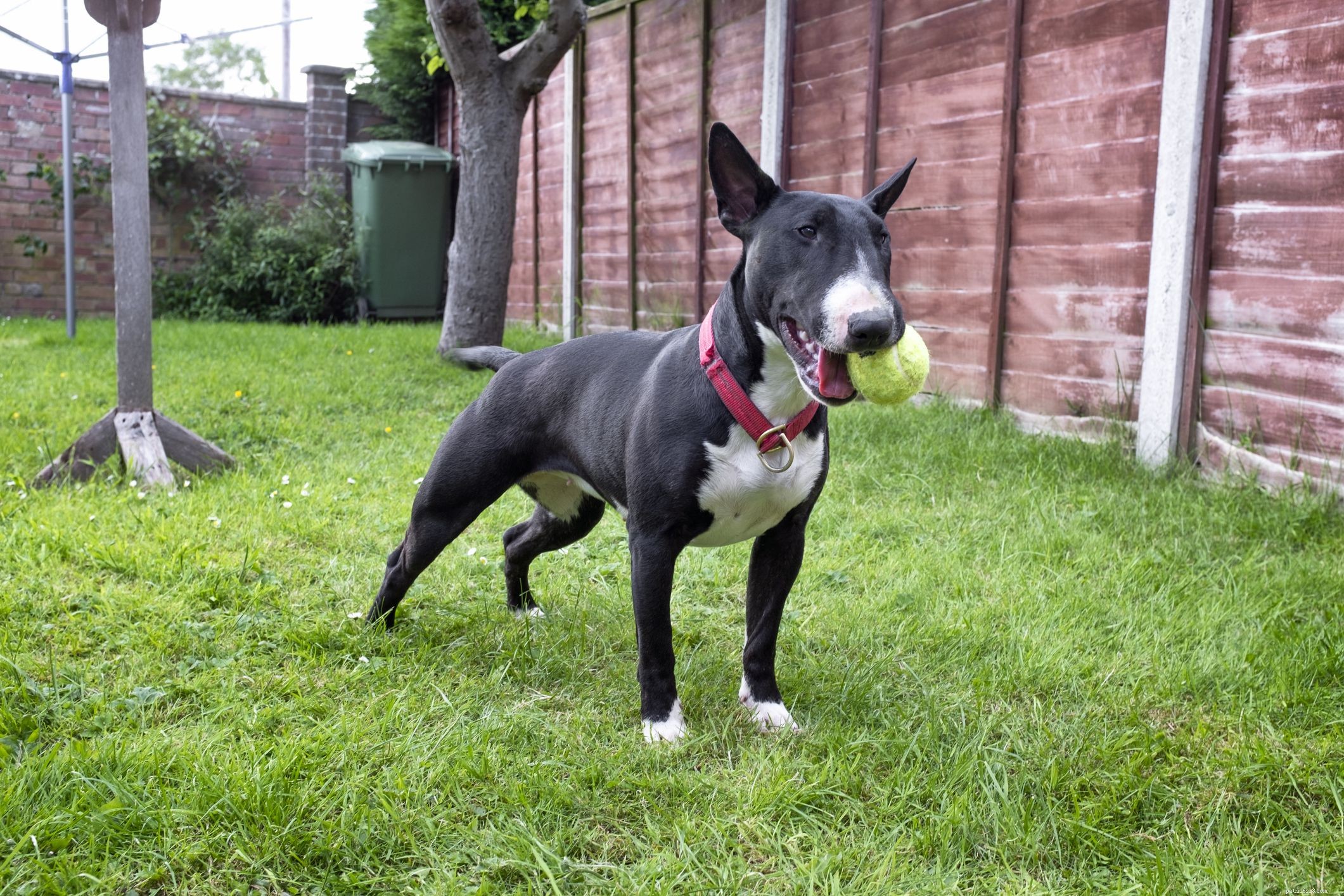 Bull Terrier: Breed Traits, Care, and Training Guide
