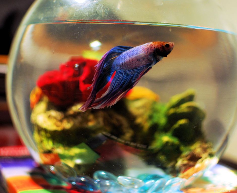 Optimal Heater Use for Betta Fish: Maintaining Ideal Warm Water Temperature