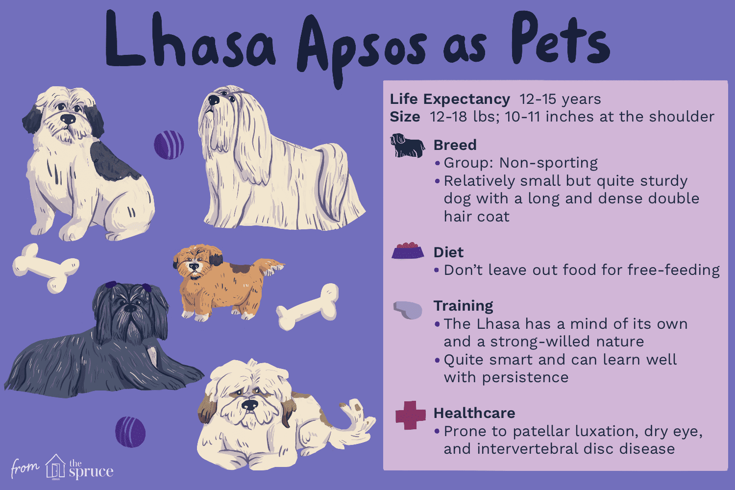 Lhasa Apso Breed Profile: Traits, Care, and Health Guide