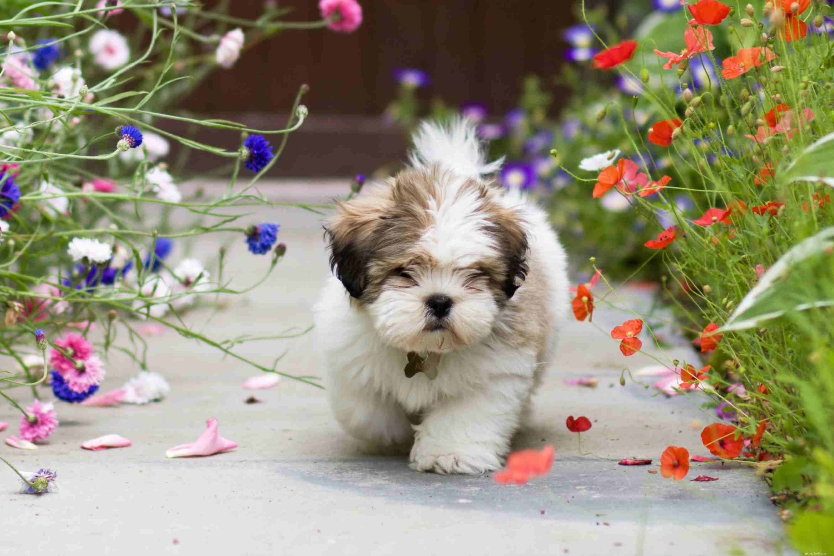 Lhasa Apso Breed Profile: Traits, Care, and Health Guide