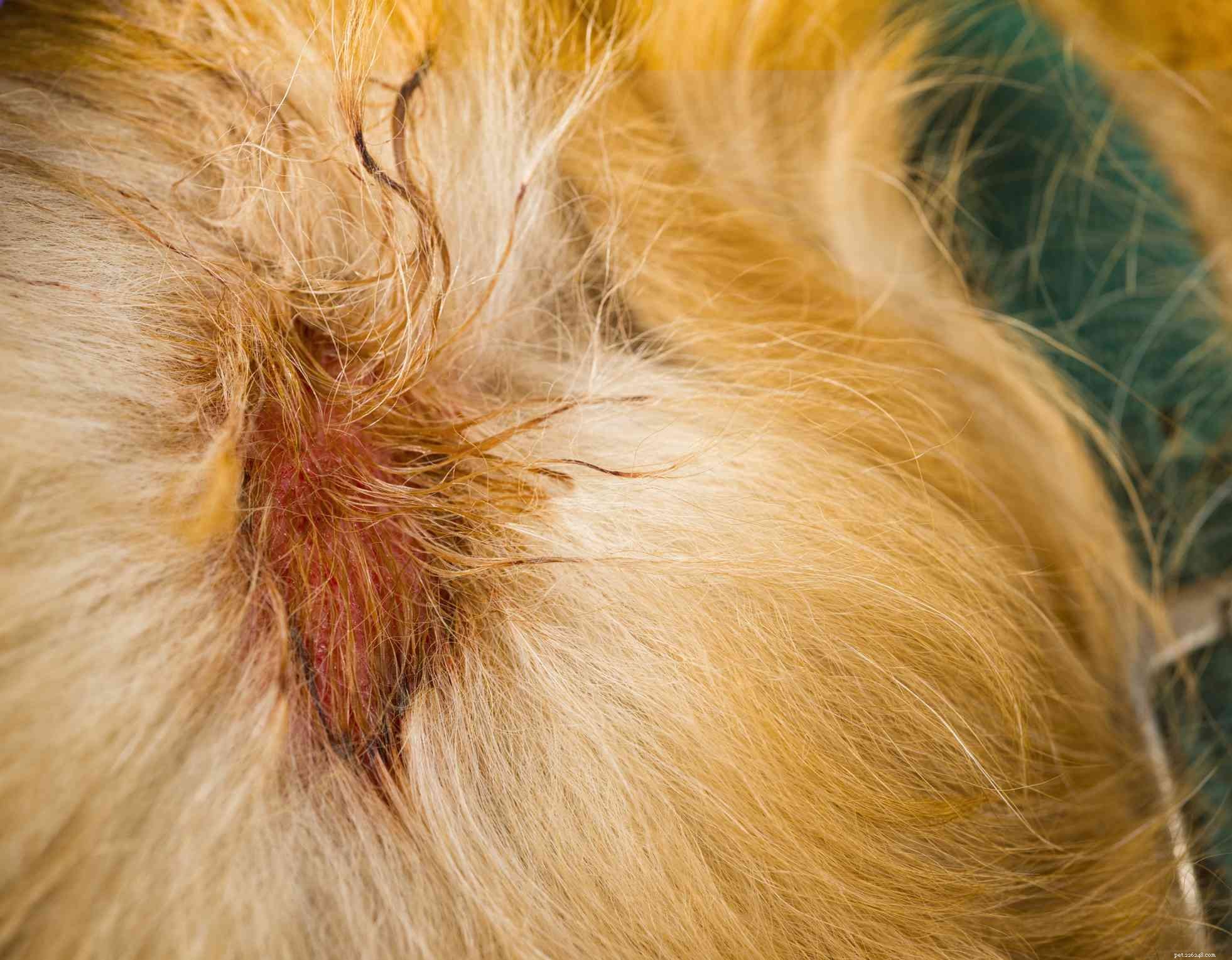 Effective Treatment and Prevention of Dog Hot Spots