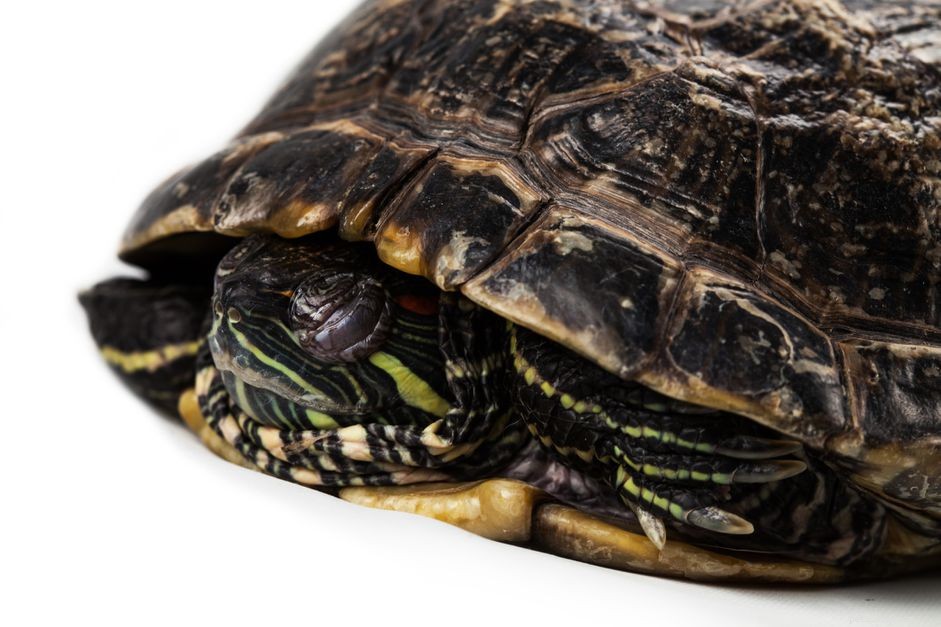 What Happens When Turtles Sleep: Patterns, Habits, and Care Tips