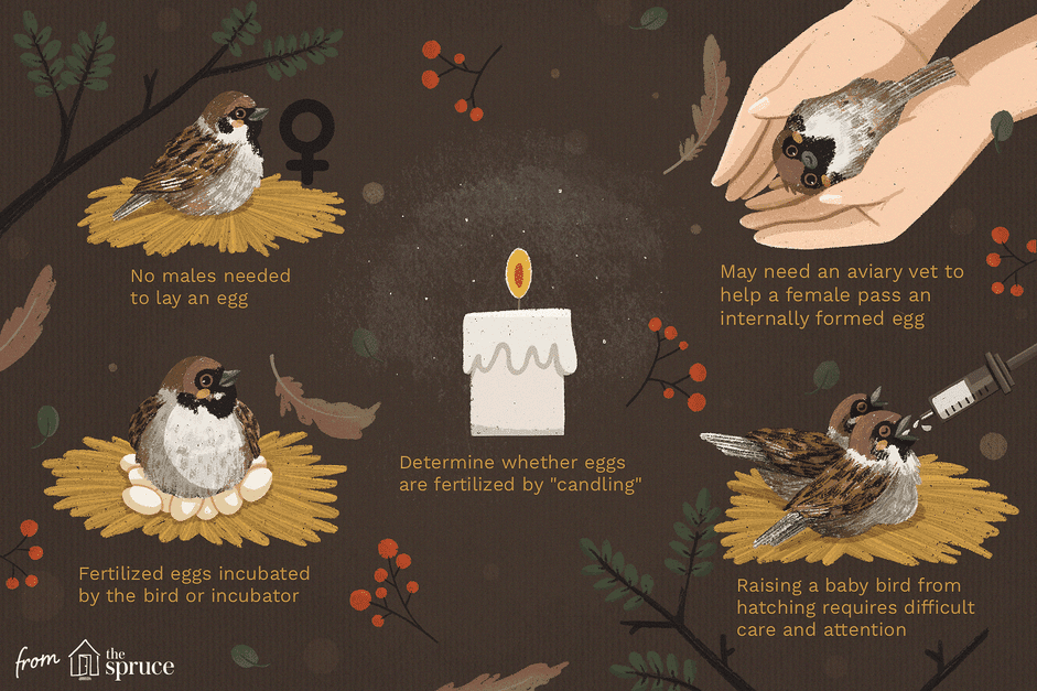 How to Handle Your Pet Bird’s Unexpected Egg: A Care Guide