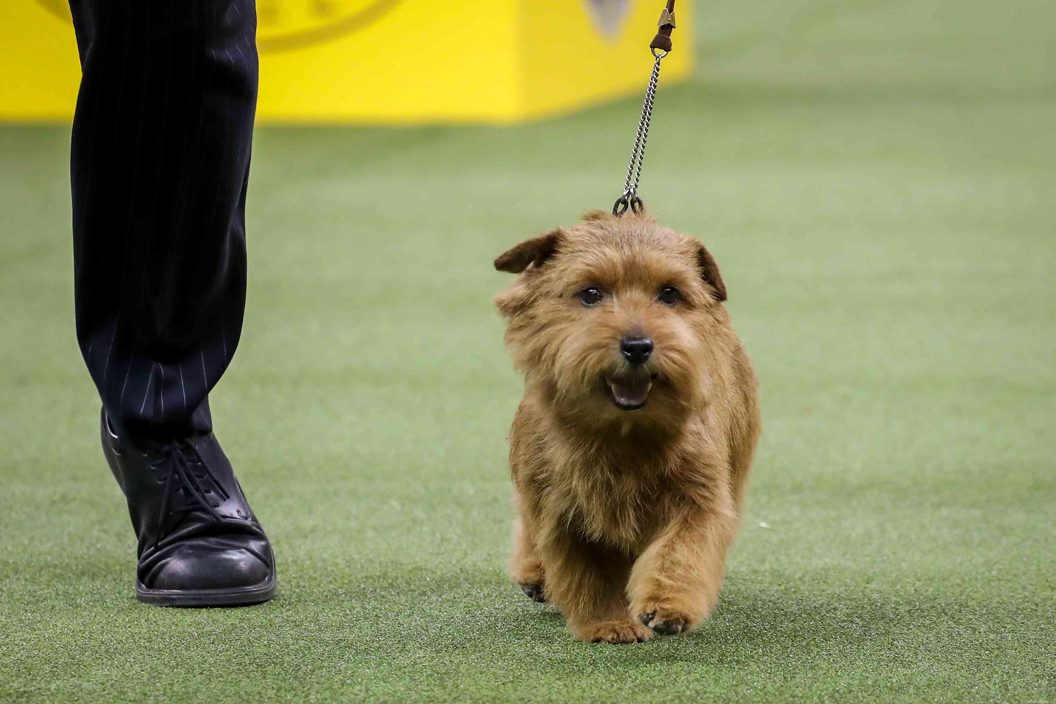 Norfolk Terrier Breed Profile: Size, Care, & Characteristics