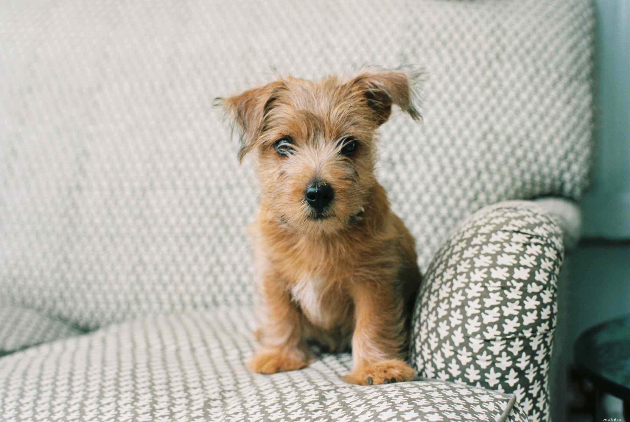 Norfolk Terrier Breed Profile: Size, Care, & Characteristics
